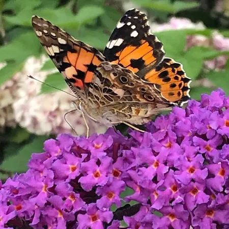 Penzion Victoria Miedzyzdroje