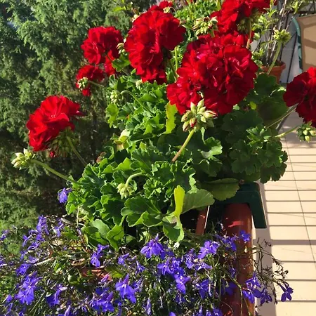 Victoria Penzion Miedzyzdroje