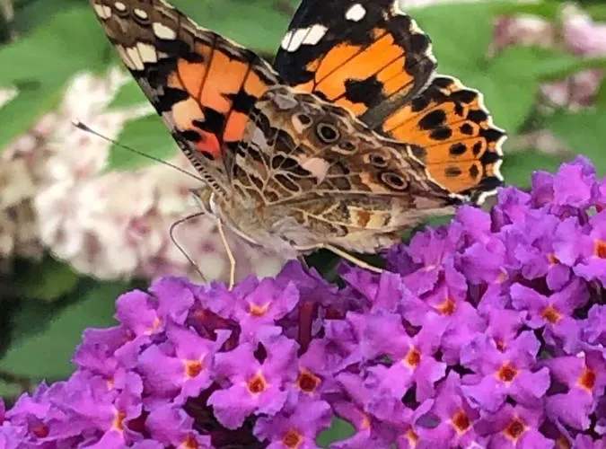 Pensjonat Victoria Międzyzdroje