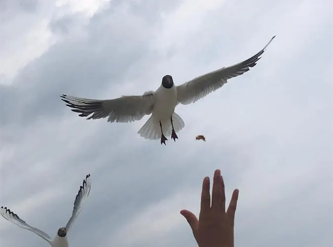 Pensjonat Victoria Międzyzdroje