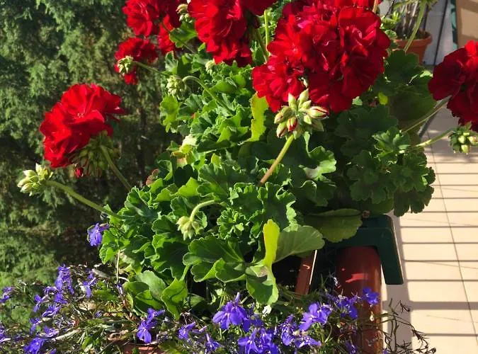 Victoria Pensjonat Międzyzdroje